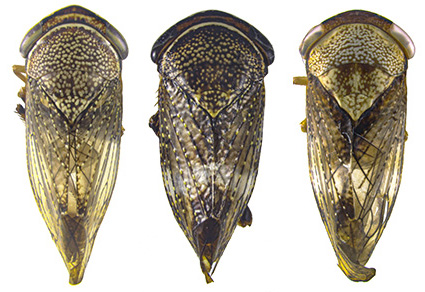 $publishedArticle->coverImageAltText