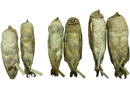 $publishedArticle->coverImageAltText