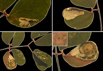 $publishedArticle->coverImageAltText