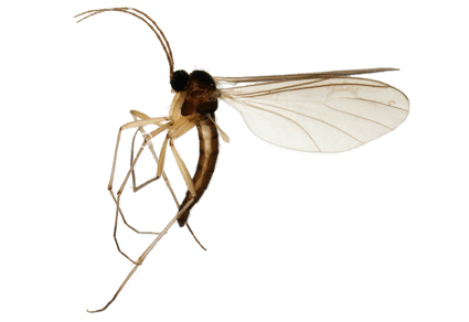 $publishedArticle->coverImageAltText