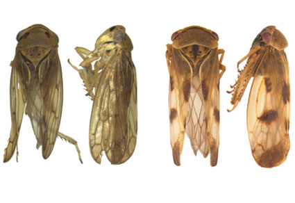 $publishedArticle->coverImageAltText