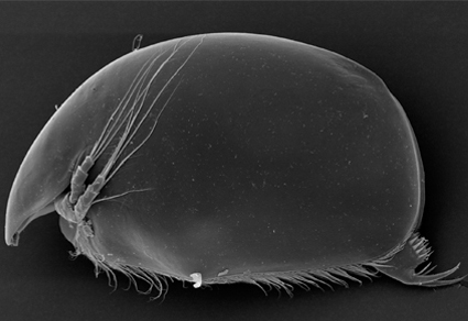 $publishedArticle->coverImageAltText