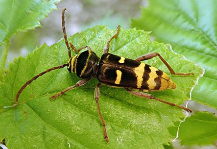 $publishedArticle->coverImageAltText