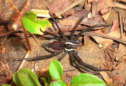 $publishedArticle->coverImageAltText