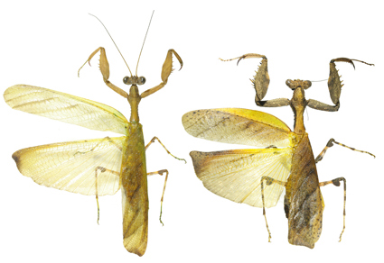 $publishedArticle->coverImageAltText