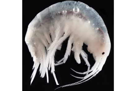 $publishedArticle->coverImageAltText