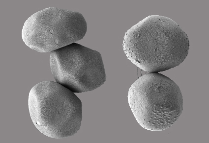 $publishedArticle->coverImageAltText