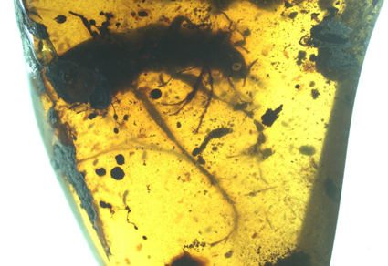 $publishedArticle->coverImageAltText