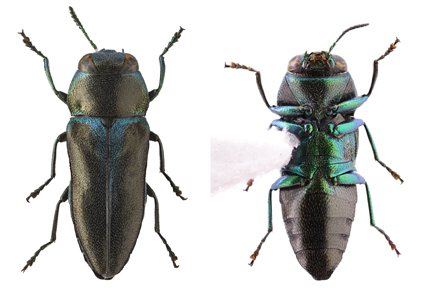 $publishedArticle->coverImageAltText