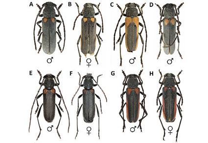 $publishedArticle->coverImageAltText