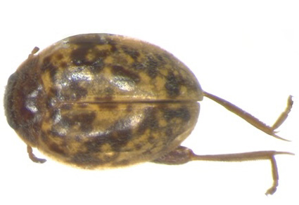 $publishedArticle->coverImageAltText