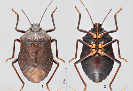 $publishedArticle->coverImageAltText