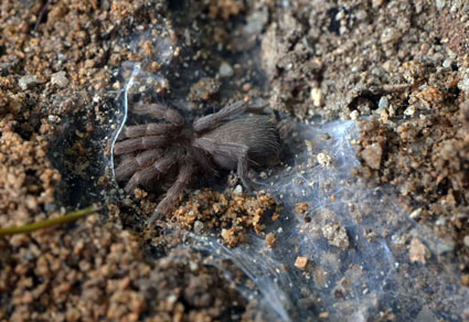 $publishedArticle->coverImageAltText