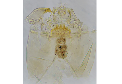 $publishedArticle->coverImageAltText