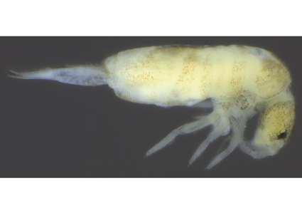 $publishedArticle->coverImageAltText