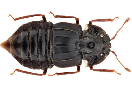 $publishedArticle->coverImageAltText