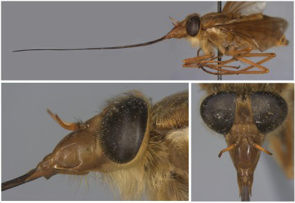 $publishedArticle->coverImageAltText