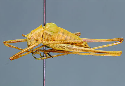 $publishedArticle->coverImageAltText