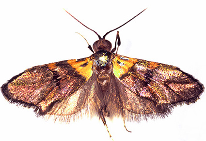 $publishedArticle->coverImageAltText