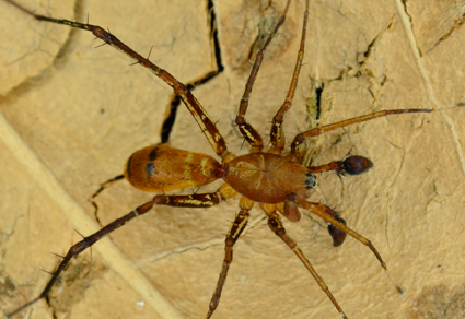 $publishedArticle->coverImageAltText