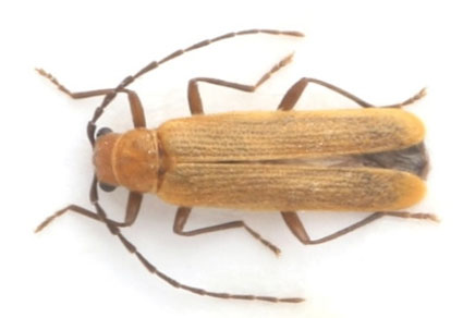 $publishedArticle->coverImageAltText