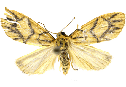 $publishedArticle->coverImageAltText