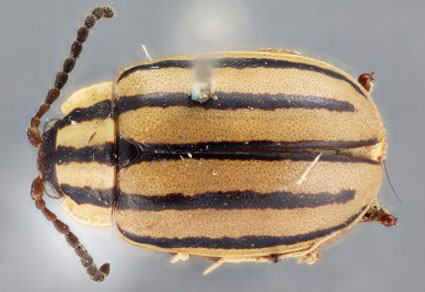 $publishedArticle->coverImageAltText