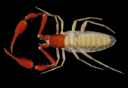 $publishedArticle->coverImageAltText