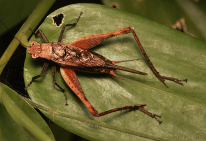 $publishedArticle->coverImageAltText