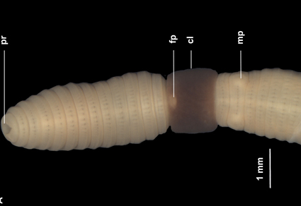 $publishedArticle->coverImageAltText