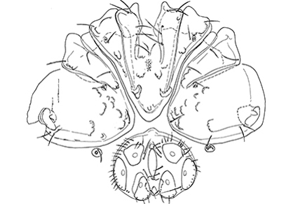 $publishedArticle->coverImageAltText