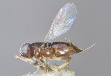 $publishedArticle->coverImageAltText