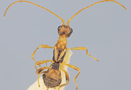 $publishedArticle->coverImageAltText