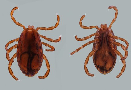 $publishedArticle->coverImageAltText