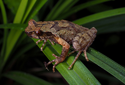 $publishedArticle->coverImageAltText