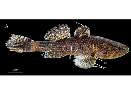 $publishedArticle->coverImageAltText