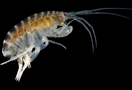 $publishedArticle->coverImageAltText