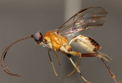 $publishedArticle->coverImageAltText