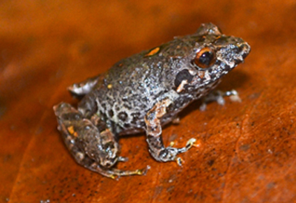 $publishedArticle->coverImageAltText