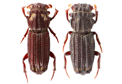 $publishedArticle->coverImageAltText