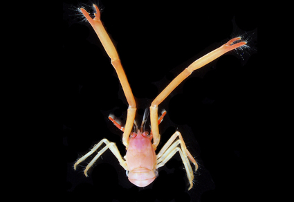 $publishedArticle->coverImageAltText