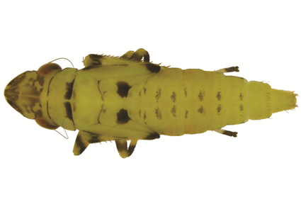 $publishedArticle->coverImageAltText