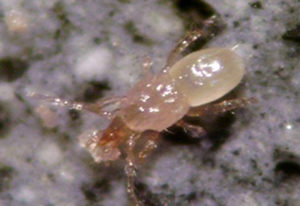 $publishedArticle->coverImageAltText