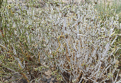 $publishedArticle->coverImageAltText