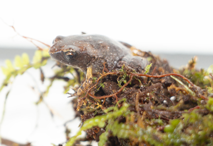 $publishedArticle->coverImageAltText