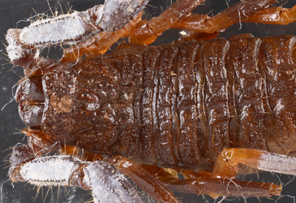 $publishedArticle->coverImageAltText