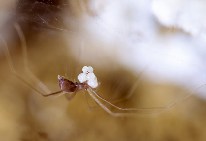 $publishedArticle->coverImageAltText