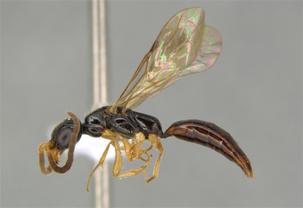 $publishedArticle->coverImageAltText