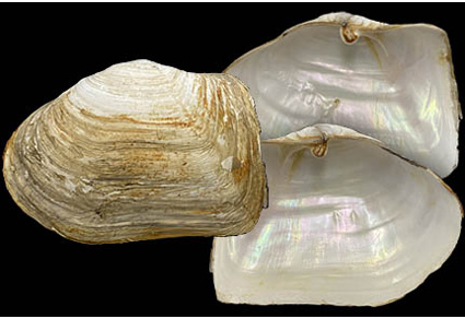 $publishedArticle->coverImageAltText