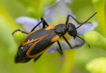 $publishedArticle->coverImageAltText